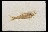 Detailed Fossil Fish (Knightia) - Wyoming #174650-1